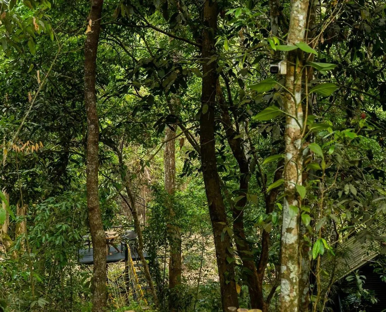 Ranches Jungle Beats Resorts Meppadi